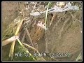 Sapito de cuatro ojos (Pleurodema thaul)