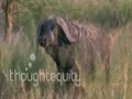lions-vs-elephants-vs-buffalos.html
