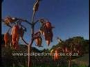 Brass Kap van Langa - Simpiwe Matole (South Africa)