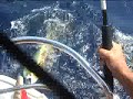 PECHE DAURADE CORYPHENE MEDITERRANEE