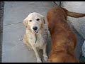 GOLDEN RETREIVERS DOGS