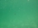 ocean life