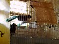 Reproduction Z�phir Pico