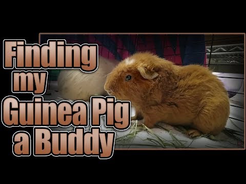 video-linktoworks-Finding My Guinea Pig a Buddy