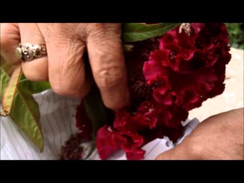 how to harvest celosia seeds