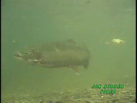 October Steelhead