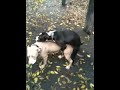 2 lesbian pit bulls