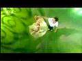 Nikolaj Christensen & Soffie Dalsgaard - West Coast Swing
