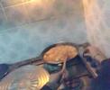 Como hacer una tortilla de patatas para que no gane
