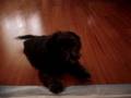 My bichon havanese