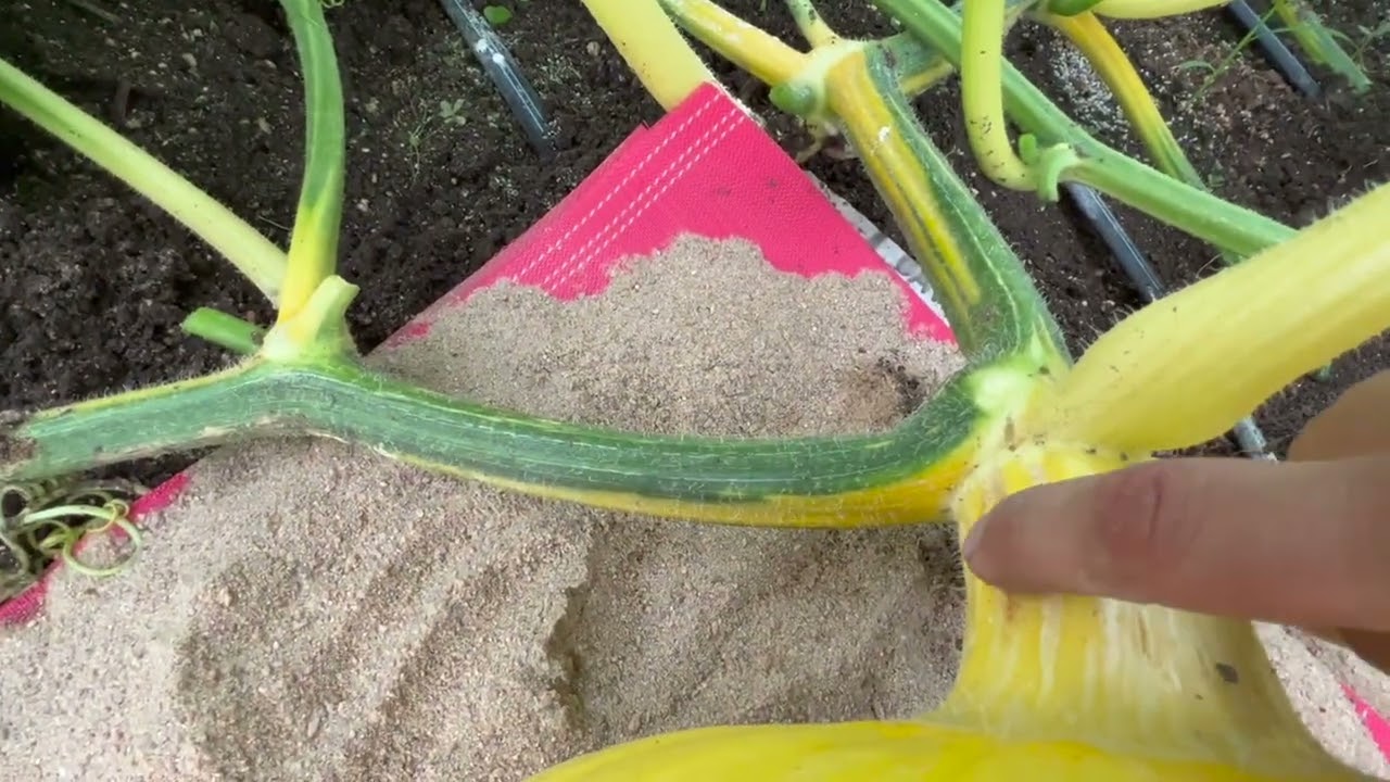 Grow A Giant Pumpkin - 7/5/22 Patch Update