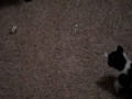 Mooooore Catnip Bubbles!