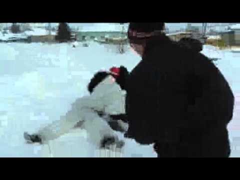 животное охота на зайца