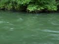 Pescuit la musca in Slovacia - Fly Fishing in Slovakia Pescuit la musca in Slovacia - Fly Fishing in Slovakia