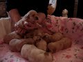 2 Week Old Mini Labradoodle Puppies 2 Week Old Mini Labradoodle Puppies
