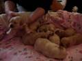 2-Week-Old-Mini-Labr