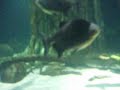 KLCC Aquaria - Swimming Fish KLCC Aquaria - Swimming Fish