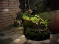 My Little Water Garden My Little Water Garden