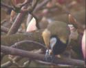 Feeding action of Great Tit Feeding action of Great Tit