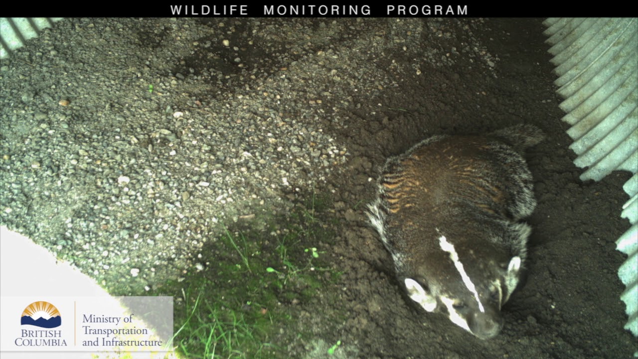 Burrowing Badgers Caught on BC Wildlife Underpass Cam