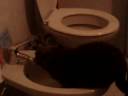 dafne beve sul bidet dafne beve sul bidet