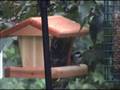 birds feeding at Woodend Nature Sanctuary