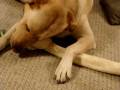 dog chewing bone