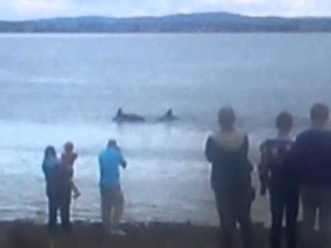Dolphins in rosemarkie,scotland