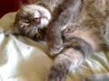 Gato Dumdum