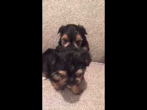 Baxter loves playing with his brother before he takes a nap
