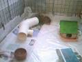 videos de Panqueca 5!