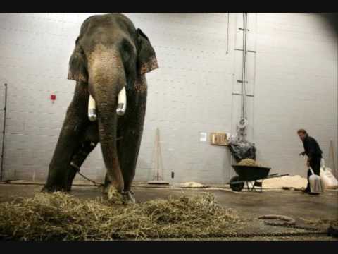 how to help endangered animals