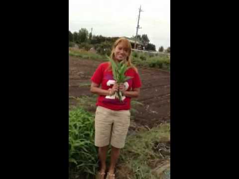 how to harvest kangkong