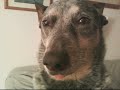 Funny Pictures of the Dog and Cat