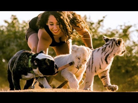 Lion, Tiger & Bulldog Buddies
