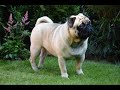 mops-for-ever.html