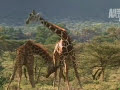 birth of a giraffe