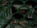 videos de talking myna