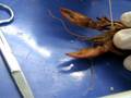 External anatomy of a crayfish (Crustacea)