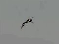 Black-tailed Gotwit (Grutto) Black-tailed Gotwit (Grutto)
