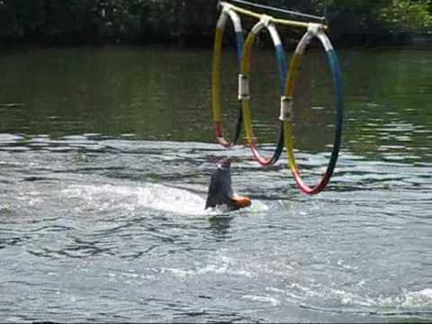 0 Delfines en Varadero