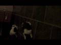 videos de St. Bernards Puppys