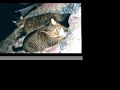 My Cats