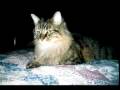 videos de My Cats