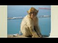 Gibraltar