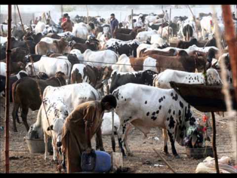 Sahibzada - DR.ASHRAF SAHIBZADA (a native of BHADDAR GUJRAT) is a world renowned Pakistani Agricultural Scientist. He extends free advisory service on all aspects of agr...