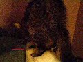 cat isometrics