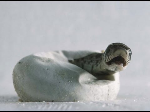 YouTube reptile video