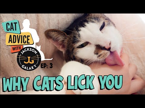 Why Do Cats Lick You? Is it Obsession or Affection?
