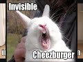 Funny Kitties Part 1